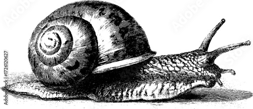 Vintage engraving of exotic snail and slug for retro design and decor