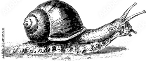 Engraved pond snail design with a vintage style for nature-themed artwork