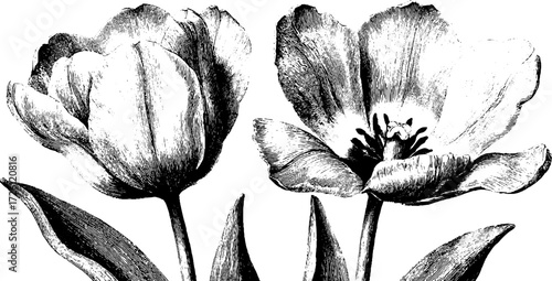 Vintage engraving style tulip blossoms in spring for floral art and decoration