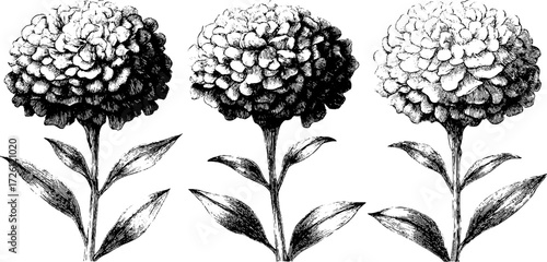 Summer marigold blooms hand drawn engraved illustration for design and decoration