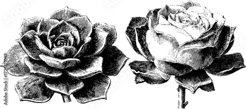 Vintage echeveria succulent plants in engraving style for botanical art and design