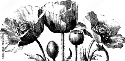 Vintage sketch of summer poppy flowers in engraving style for retro design