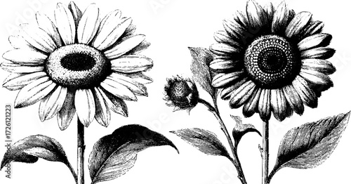 Vintage sunflower heads in engraving style for floral design