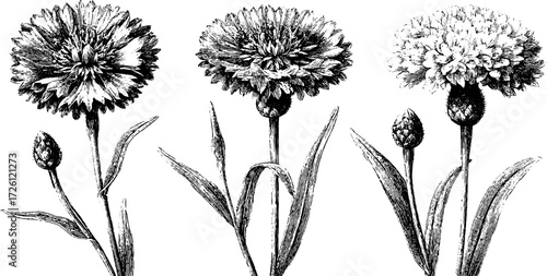 Vintage etching of cornflower trio for summer floral design