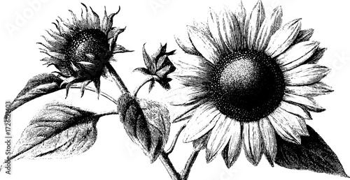 Vintage engraving style sunflower heads illustration for retro design