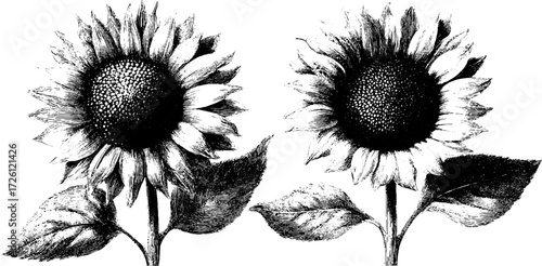 Vintage sunflower heads in engraving style - hand drawn design for posters or labels