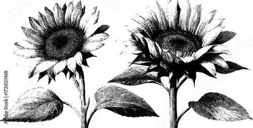 Vintage sunflower heads in engraving style for retro design projects