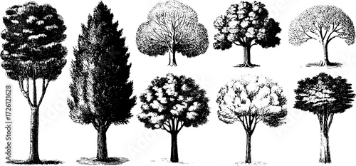 Elegant tree silhouettes in vintage engraving style for nature-themed designs