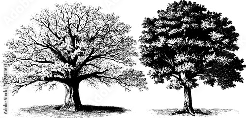 Vintage oak tree silhouettes in engraving style for retro design and decoration