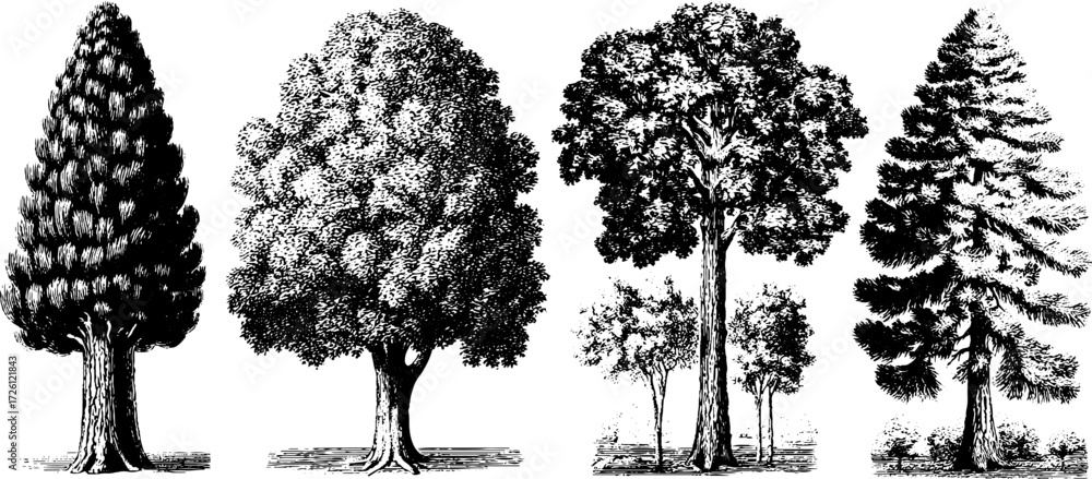 Fototapeta premium Vintage etched tree silhouettes depicting pine trees – perfect for retro design projects