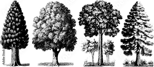 Vintage etched tree silhouettes depicting pine trees – perfect for retro design projects