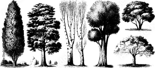 Vintage tree silhouettes: detailed etching of birch and other trees for retro design