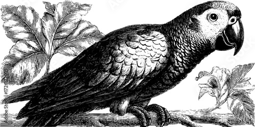 Vintage engraving of a tropical parrot perched among foliage - perfect for retro design