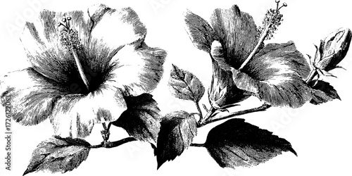 Tropical hibiscus flowers in vintage engraving style - perfect for retro art design