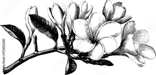 Tropical frangipani flowers vintage etching for retro design