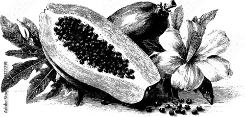 Tropical fruits and flowers engraving featuring papaya cut - vintage botanical sketch for design