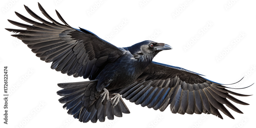 Fototapeta premium Raven PNG – Realistic Flying Black Bird on Transparent Background