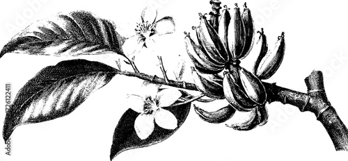 Tropical banana plant with blossoms in vintage etching style for decorative design