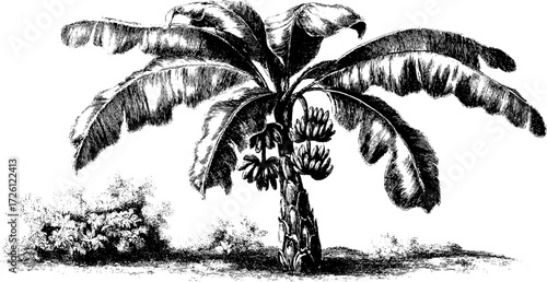 Vintage etching style banana plant with tropical fruits sketch for botanical design