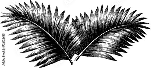 Tropical palm leaves etched design for vintage decoration and botanical art