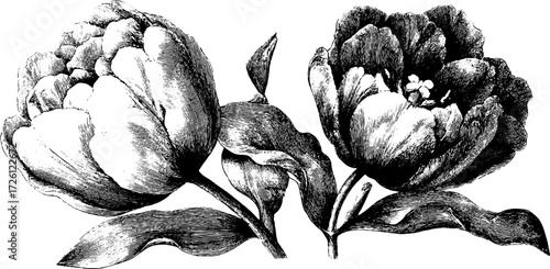 Vintage tulips and daffodils engraved floral illustration for botanical prints