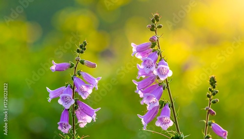 Vibrant purple flowers in a field