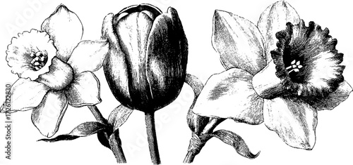 Vintage tulips and daffodils etching for botanical design