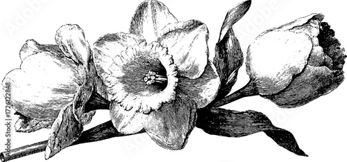 Vintage etching of tulips and daffodils - retro floral design for artistic prints