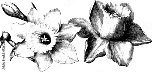 Vintage etching of tulips and daffodils - retro floral design for decor and art