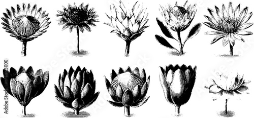 Vintage botanical plates featuring engraved floral specimens for classic design