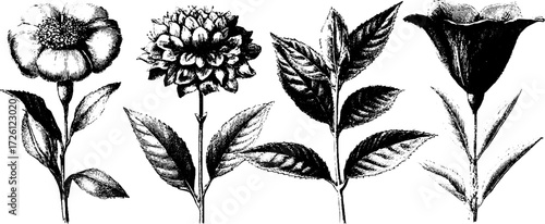 Antique botanical plates in engraving style for retro design and decoration