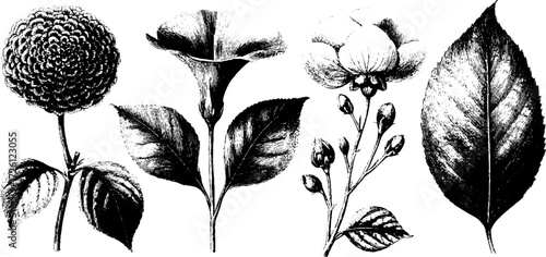 Antique botanical plates featuring vintage engraving style for artistic design
