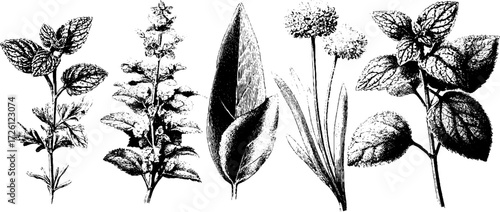 Vintage botanical plate collection: hand-drawn etched depiction of plants for nature-inspired design