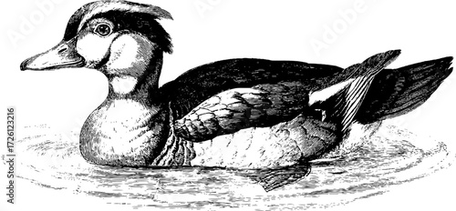 Vintage waterfowl duck sketch floating on water in engraving style