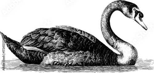Elegant waterfowl swan with curved neck in vintage engraving style design