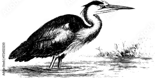 Vintage heron etching in wetlands - hand drawn silhouette for retro design