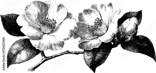 Winter blossoms etched depiction of camellia flowers for vintage design