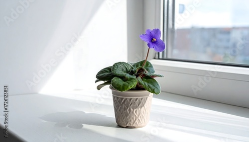 A violet flower in a decorative pot, perched on a window sill, bathed in bright sunlight, with an out-of-focus cityscape visible