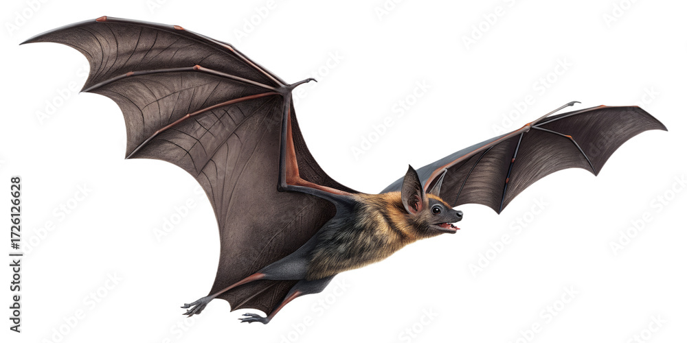 Fototapeta premium Bat PNG – Realistic Flying Bat on Transparent Background