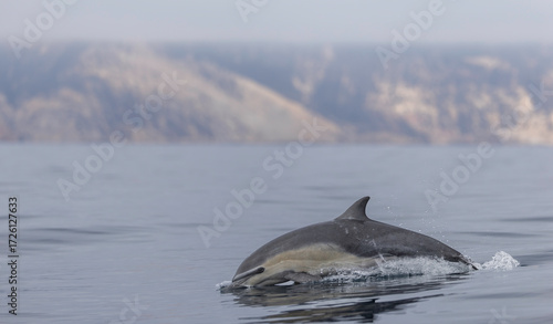 common dolphin, dolphin jumping out the water 