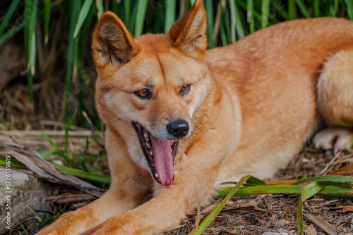 portrait of a dingo dog