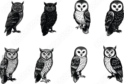 Vector illustration collection of different owl species in detailed hand drawn style, wildlife bird art, vintage design for decoration and prints