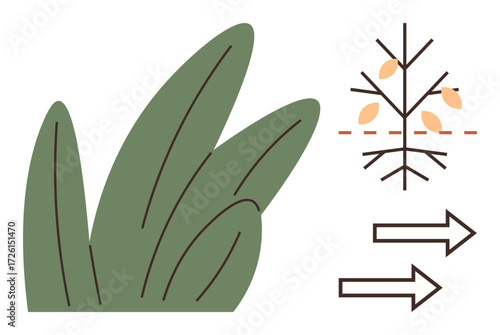 Plant leaves and root structure with falling seeds, directional arrows indicating flow or growth. Ideal for agriculture, nature, growth process, environment, sustainability, education guidance. A