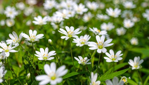 A field of tiny white flowers