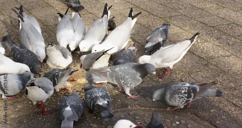 Scattered grain on paved plaza drawing pigeons and seagulls approaching, pecking, jostling for feed