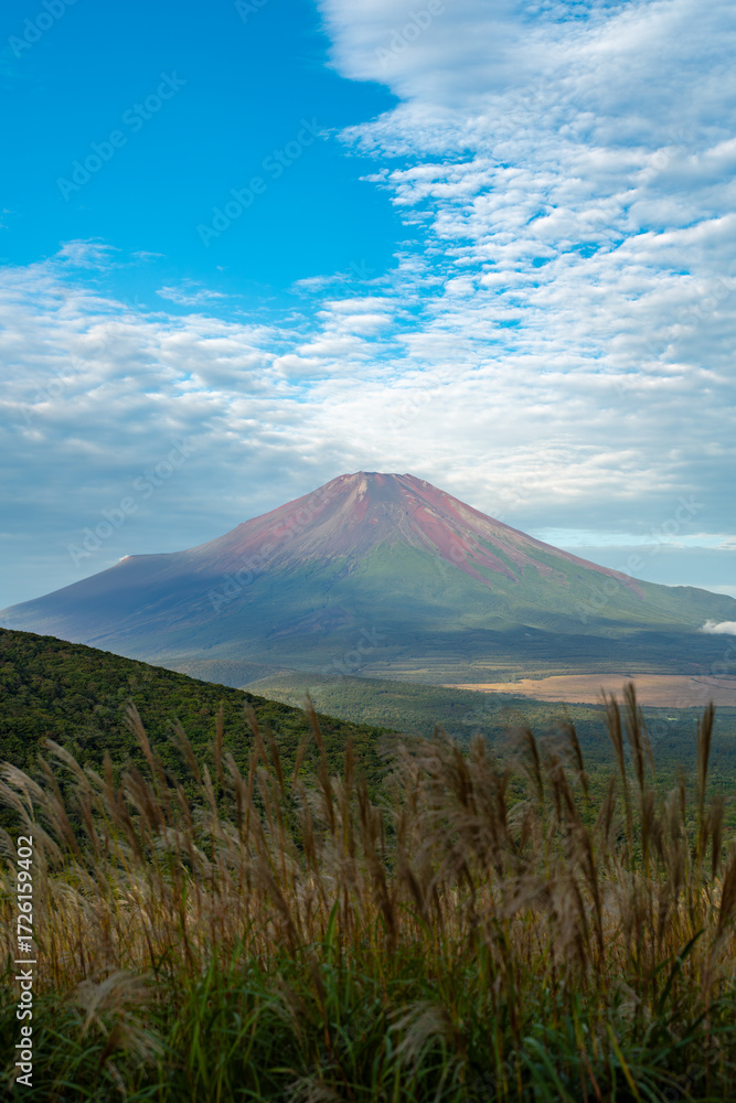 Fototapeta premium ススキと赤富士