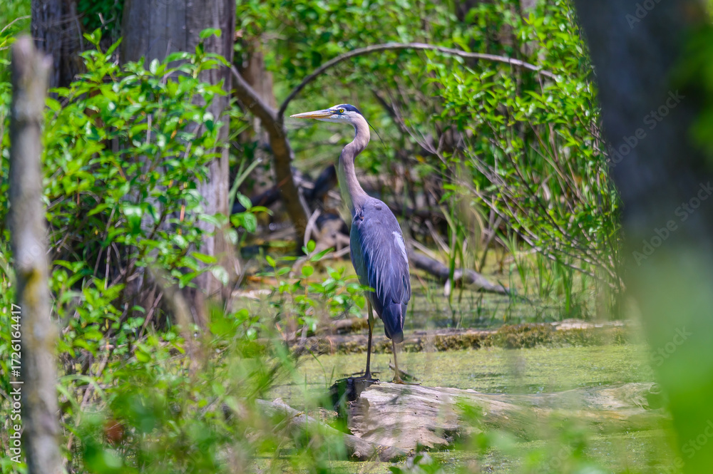 Fototapeta premium Great Blue Heron in a Marsh at Shiawassee National Wildlife Refuge, near Saginaw, Michigan.