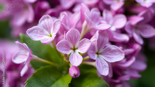 pink lilac flower closeup. dolly shot