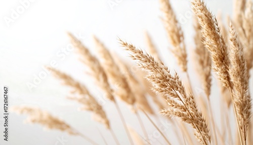 Beige Pampas Grass Close-up Against White Background