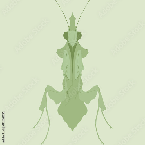 A detailed illustration of a light green praying mantis in a top down view.